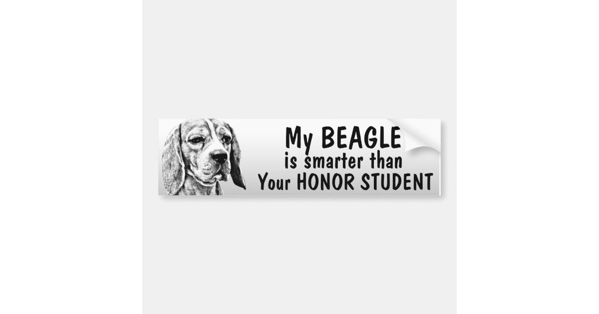 Beagle smarter than president bumper sticker