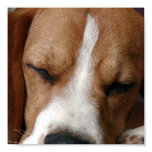 Beagle Snoozing Print
