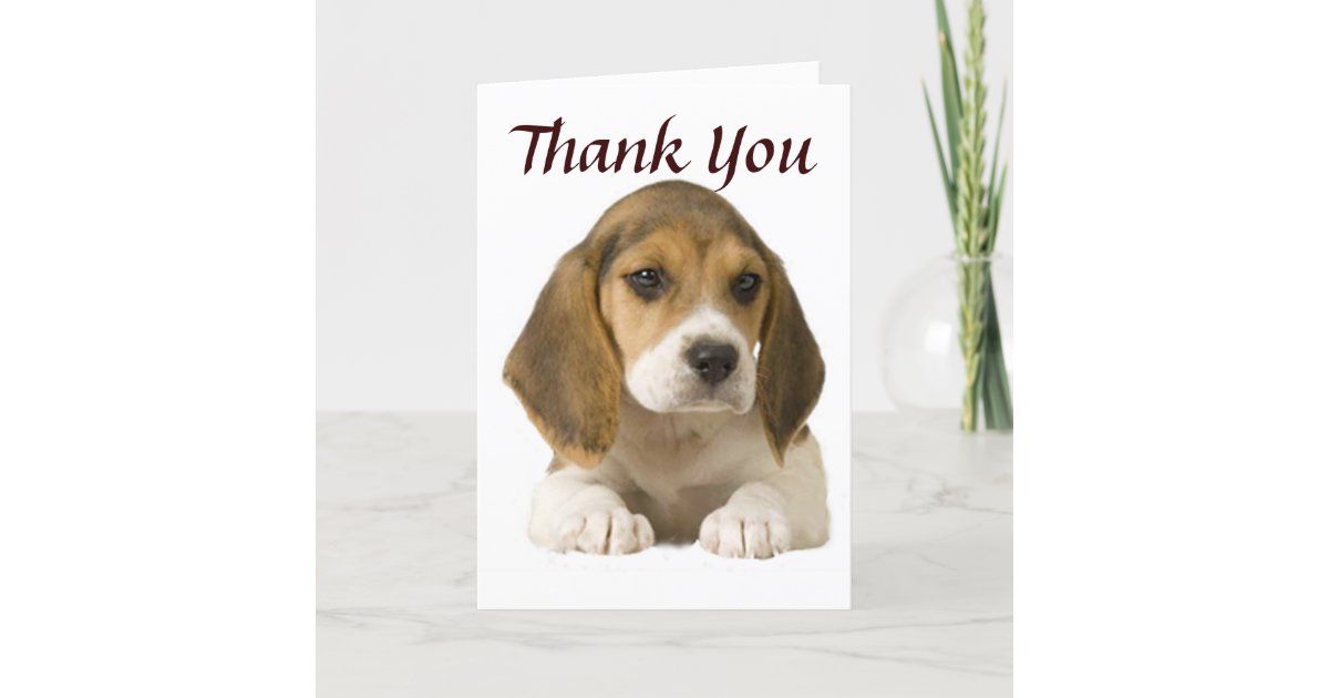 Beagle Thank You Card | Zazzle.com