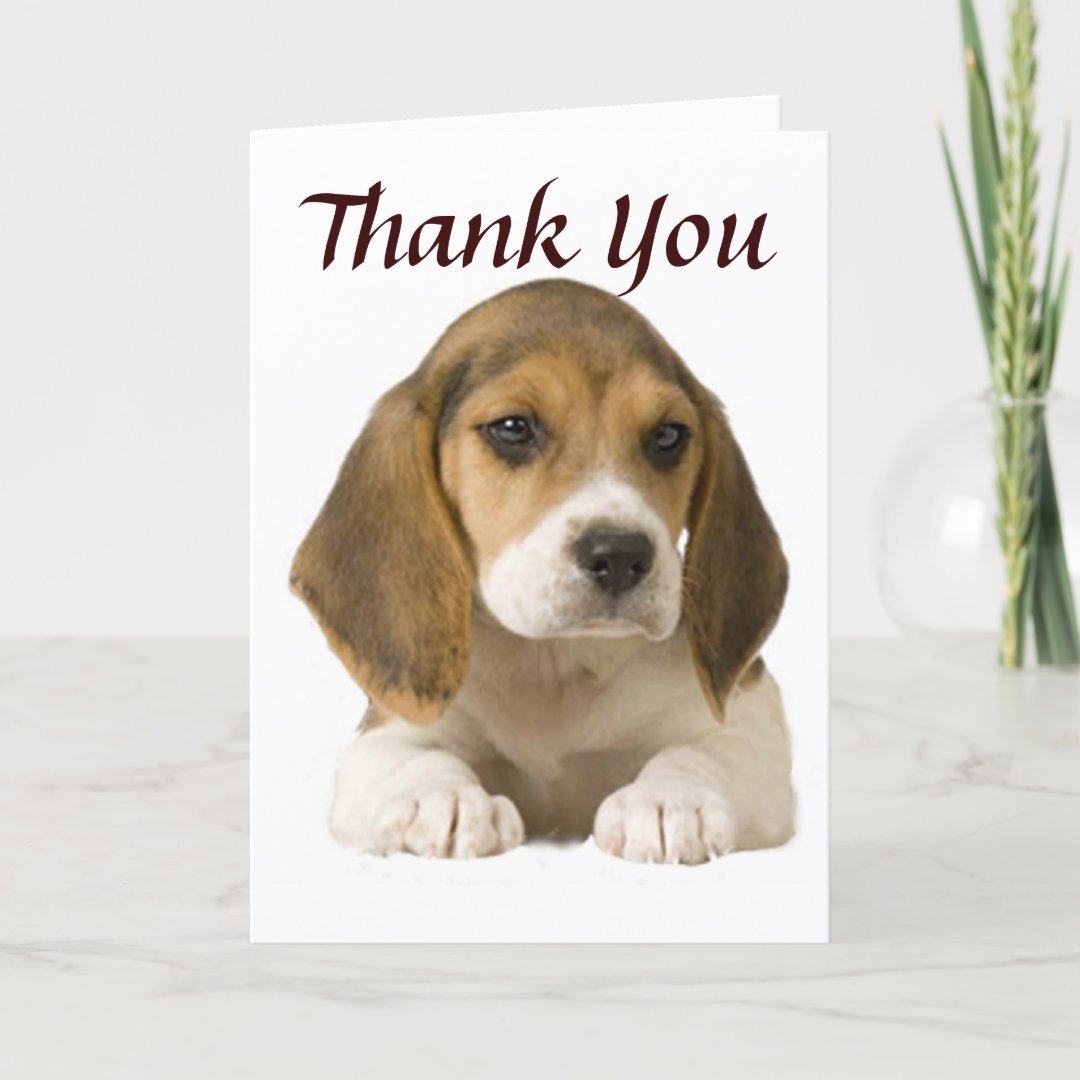 Beagle Thank You Card | Zazzle