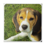 Beagle Tile