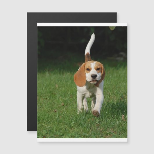 beagle walking.png (Front/Back)