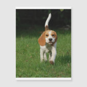 beagle walking.png (Front)