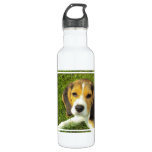 Beagle Water Bottle