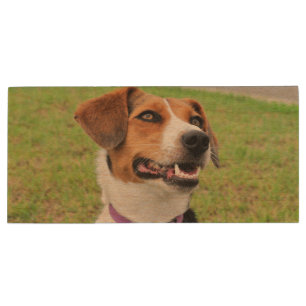 Beagle Wood Flash Drive