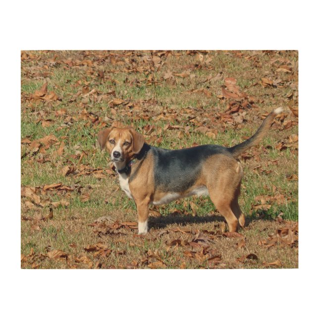 Beagle Wood Wall Art (Front)