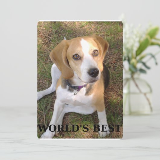 beagle worlds best (Standing Front)
