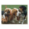 Beagles & Basset Hound Friends
