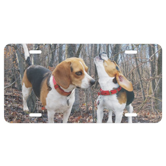 Beagles In The Woods License Plate (Front)
