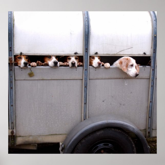 Beagles Poster (Front)