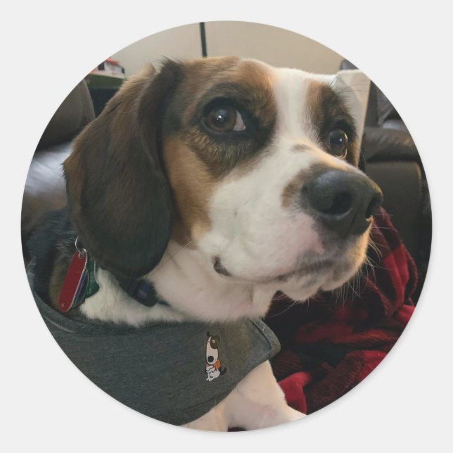 Beaglier- Beagle Bae dog Stickers Bea Streaming  (Front)