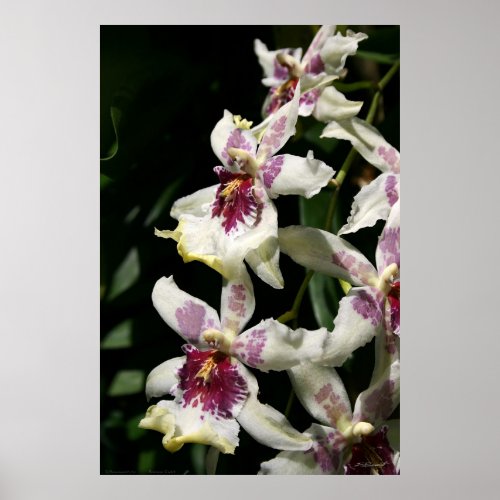 Beallara Orchid Art Poster _40x60 _other sizes