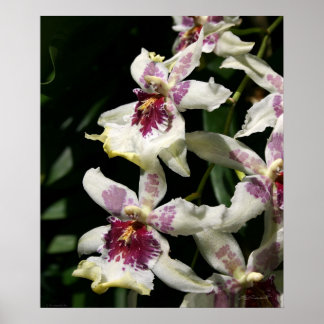 Beallara Orchid Art Print -20x24-other sizes also