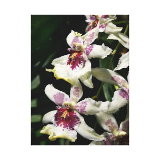Beallara Orchid Art Wrapped Canvas -18x24