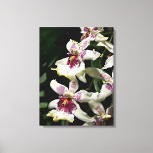 Beallara Orchid Art Wrapped Canvas -18x24 Print