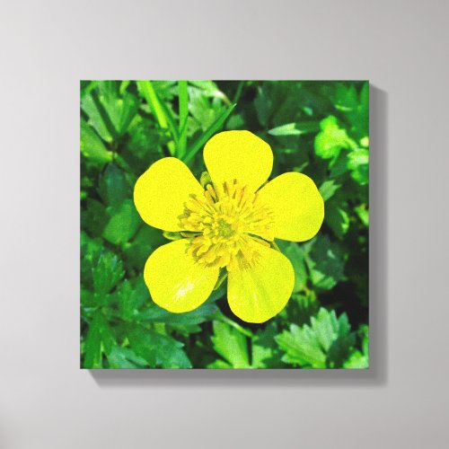 Beaming Buttercup Flower Canvas Print