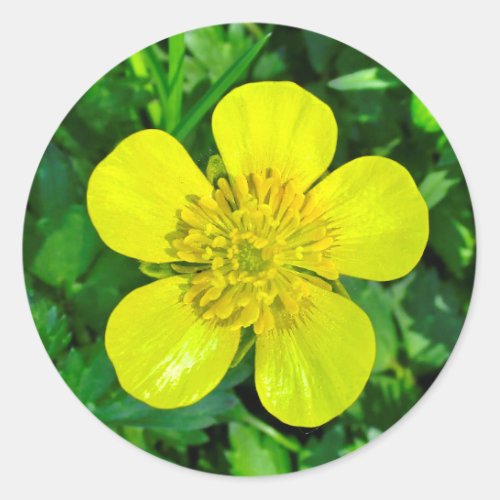 Beaming Buttercup Flower Classic Round Sticker