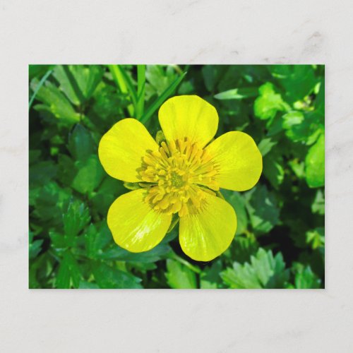 Beaming Buttercup Flower Postcard