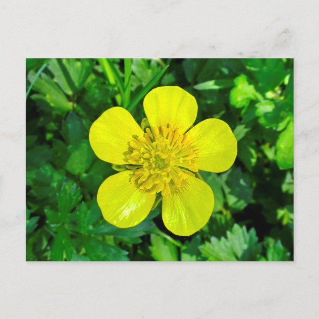 Beaming Buttercup Flower. Postcard (Front)