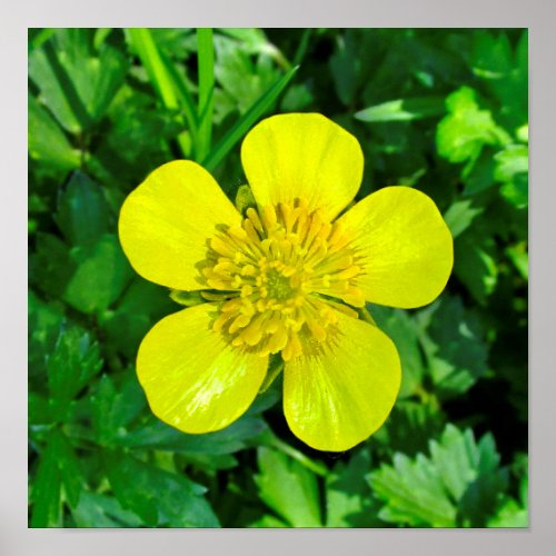 Beaming Buttercup Flower Poster