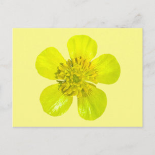 Beaming Buttercup Flower - transparent. Card
