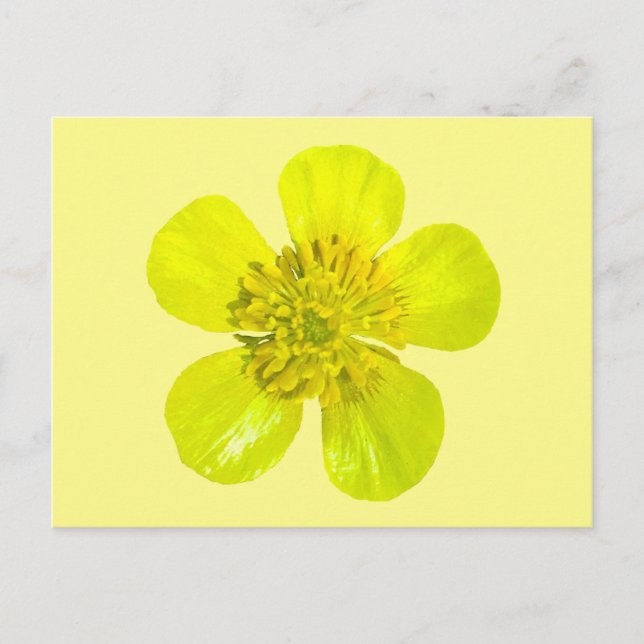 Beaming Buttercup Flower - transparent. Card (Front)