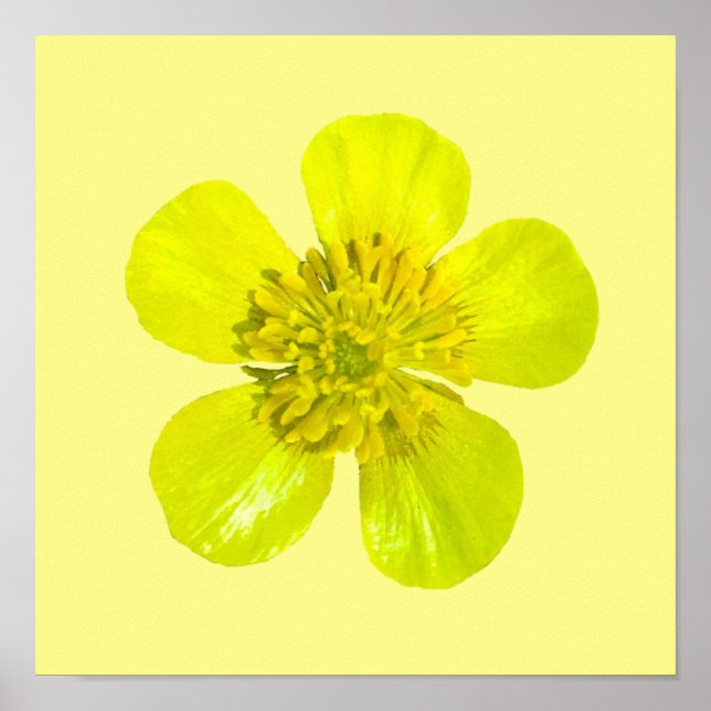 Beaming Buttercup Flower - transparent. Poster (Front)