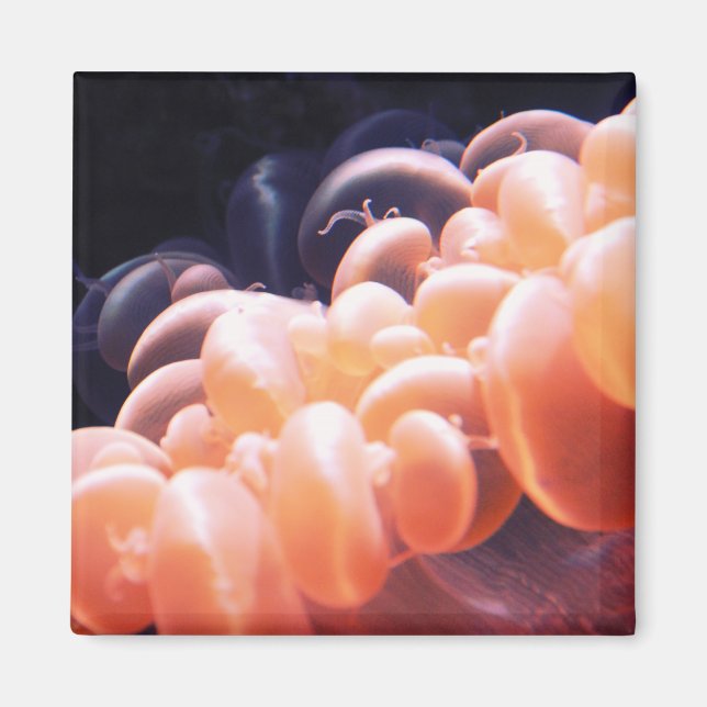 beans litnd 8x8 magnet (Front)