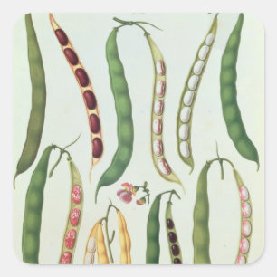 Beans Square Sticker
