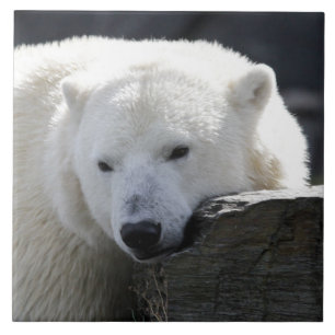 Bear 002 ceramic tile