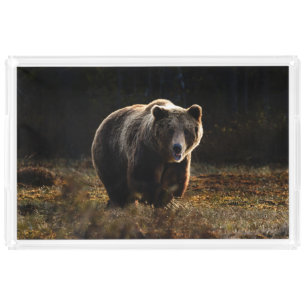 Bear Acrylic Tray
