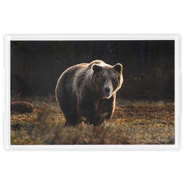 Bear Acrylic Tray (Front)