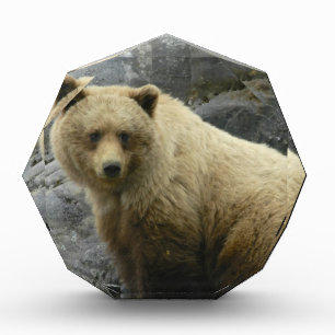 Bear Alaska Animals Destiny Nature Acrylic Award