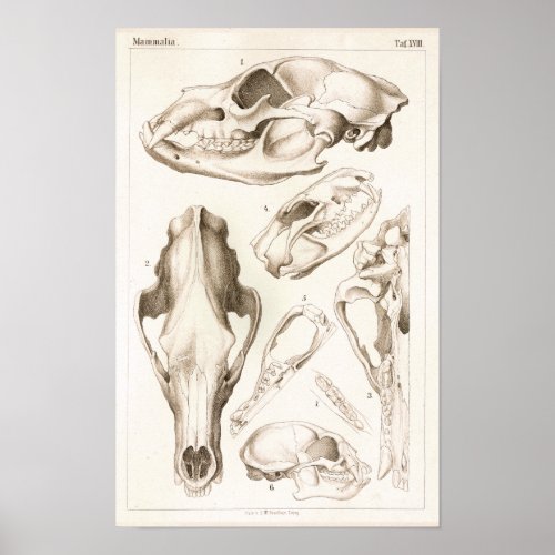 Bear and Tasmanian Devil Skull Anatomy Print