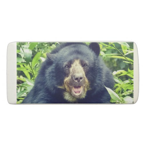 Bear Animal Photo Eraser