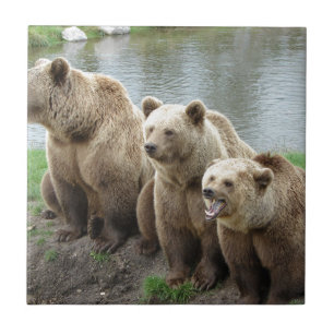 Bear bears animal custom personalize Anniversaries Ceramic Tile