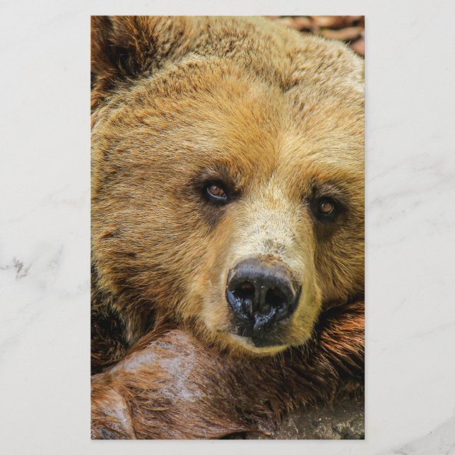 Bear bears animal custom personalize Anniversaries Flyer (Front)