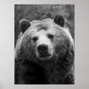 Tableau en verre - Grizzly Bear Gustel Black And White