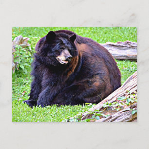 Bear (Black) Postcard