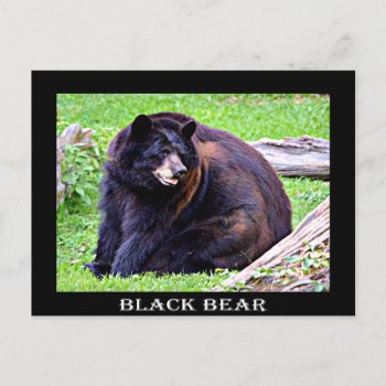 Bear (black) Postcard by AmSymbols at Zazzle