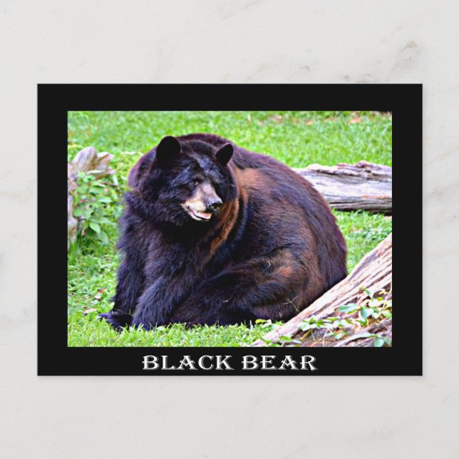 Bear (Black) Postcard (Front)
