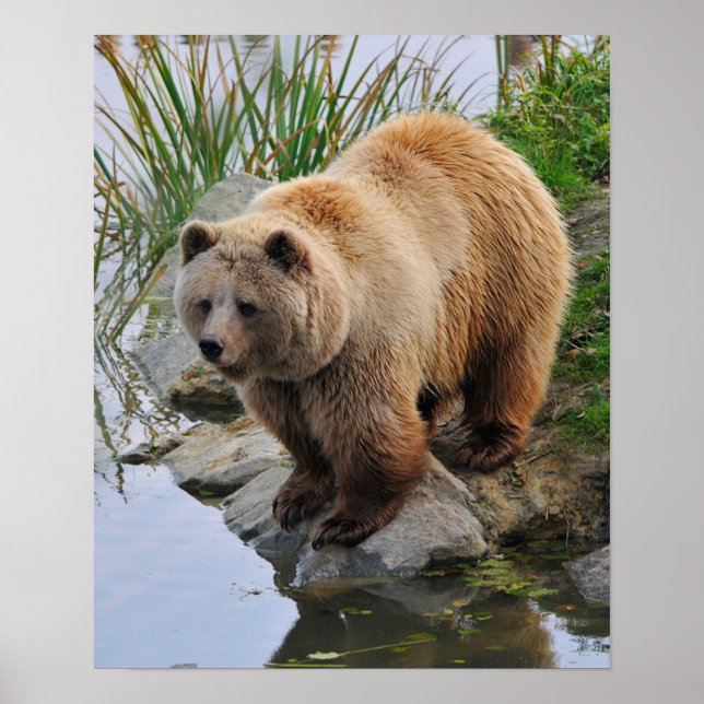 Bear by a Lake Poster (Front)