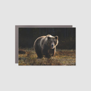 Bear Car Magnet