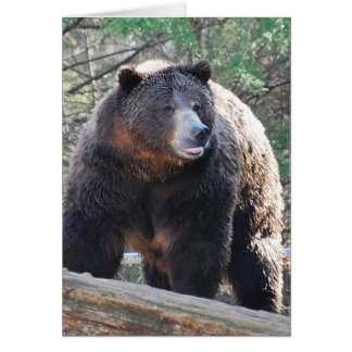 Bear Card