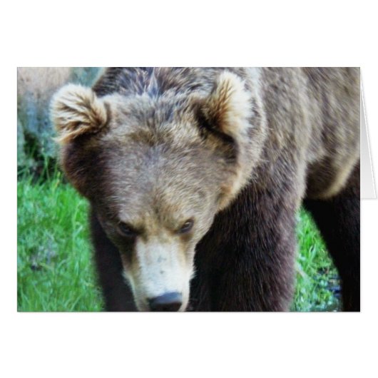 Bear Cards (Front Horizontal)