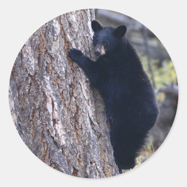 bear classic round sticker (Front)