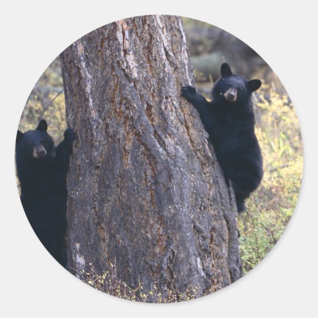 bear classic round sticker (Front)