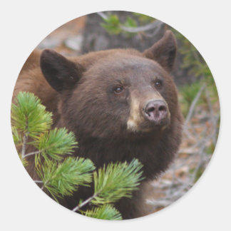 bear classic round sticker