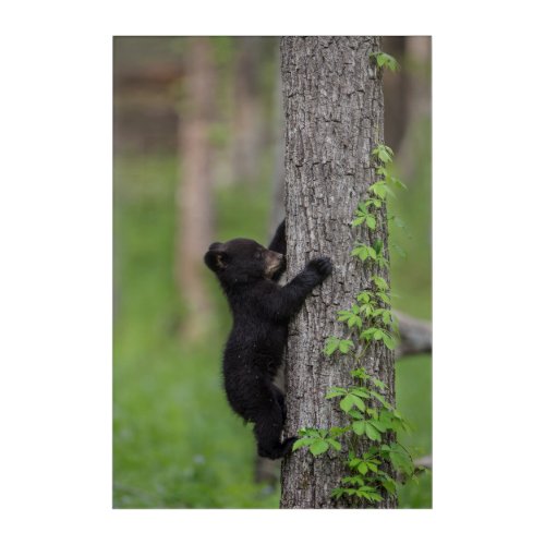 Bear Cub Climbing a Tree Acrylic Print
