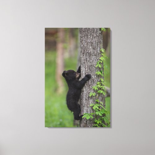 Bear Cub Climbing a Tree Canvas Print